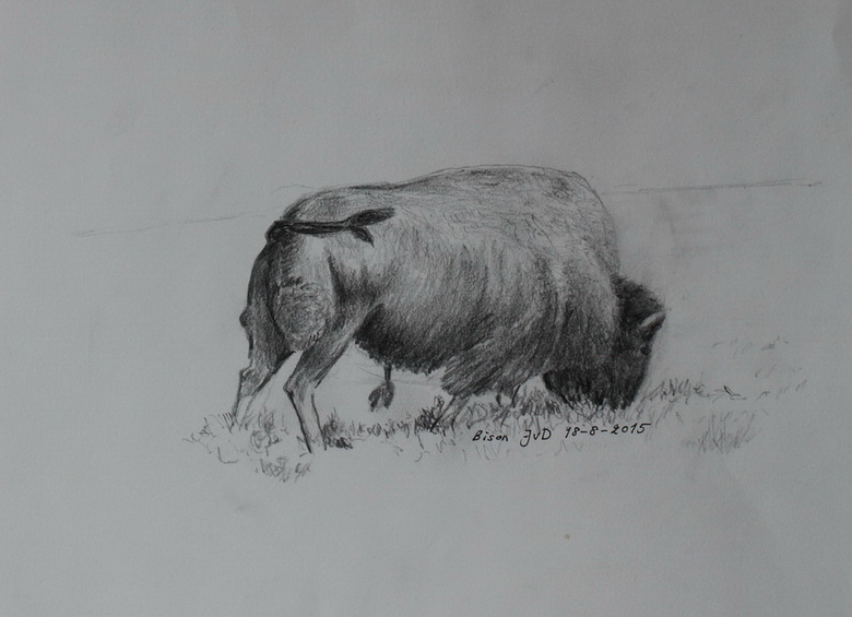 Amerikansk Bison